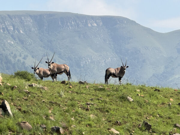 Commercial Game For Sale