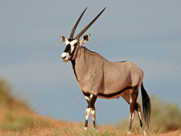 Gemsbok
