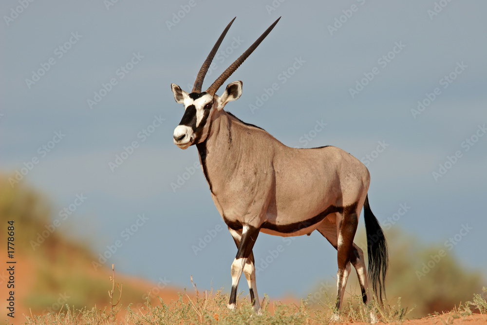 Gemsbok