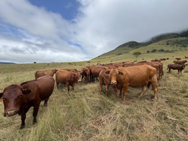 Commercial Beef For Sale