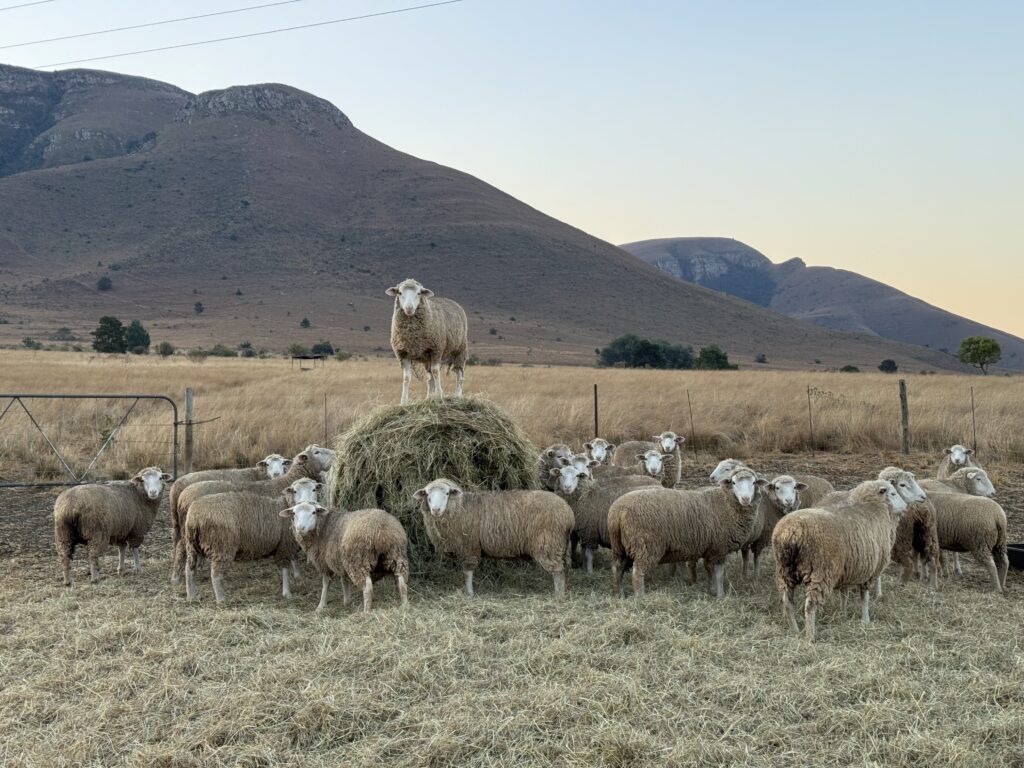 Commercial Sheep For Sale
