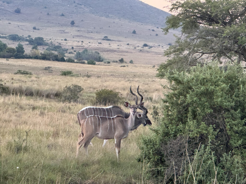 Kudu